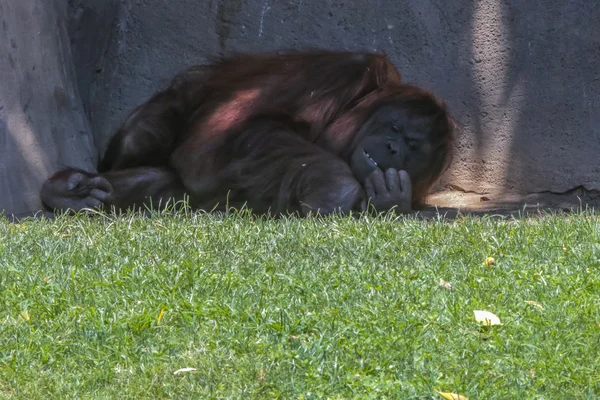 Koppla av gorilla — Stockfoto