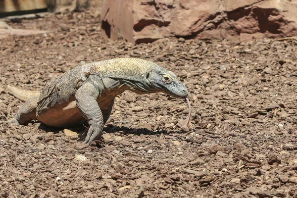 Dragão comodo — Fotografia de Stock