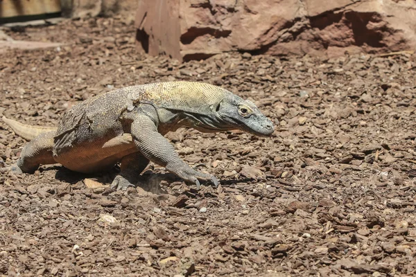 Dragón Comodo — Foto de Stock