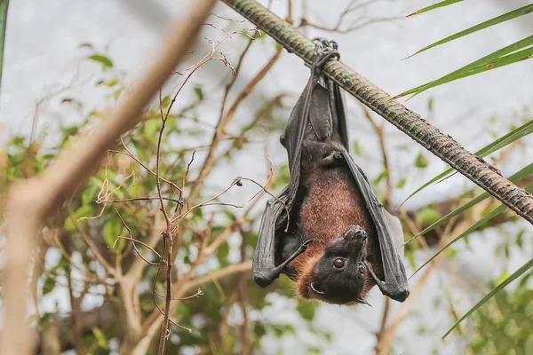 Zorro volador (Pteropus ) — Foto de Stock