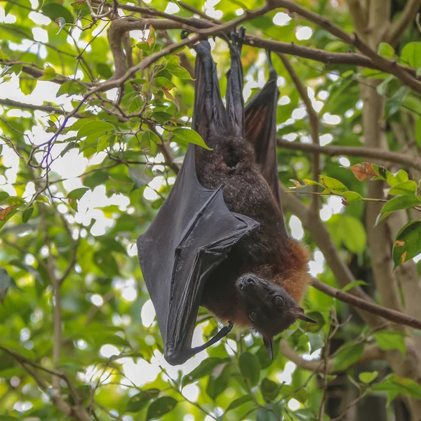 Zorro volador (Pteropus ) — Foto de Stock