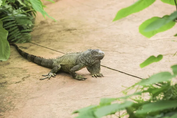 Leguaan verde — Stockfoto