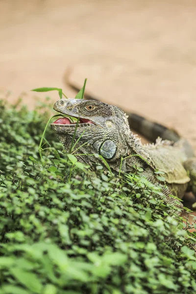 Iguana verde — Stock Photo, Image