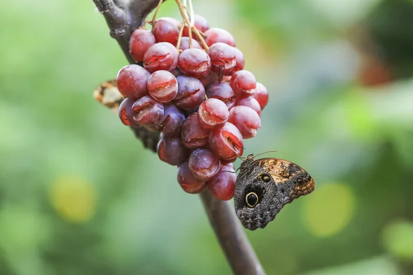 Motyl sowy (Caligo Memnon)) — Zdjęcie stockowe