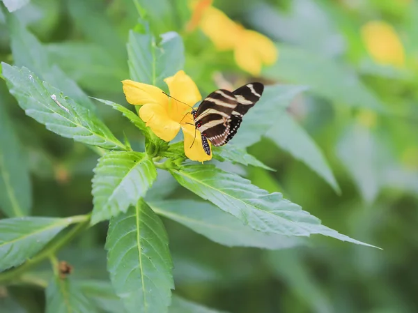 Przepiękny motyl meksykański. — Zdjęcie stockowe