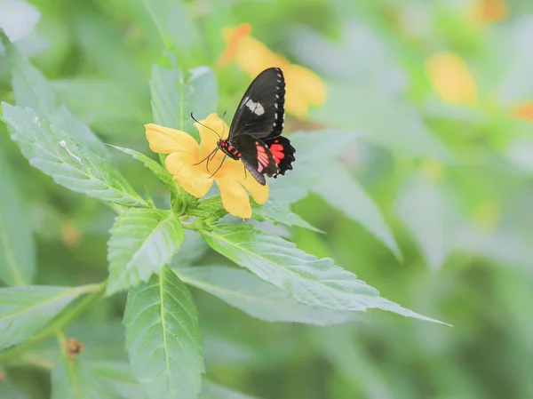 Papilio rumanzovia. — Fotografia de Stock