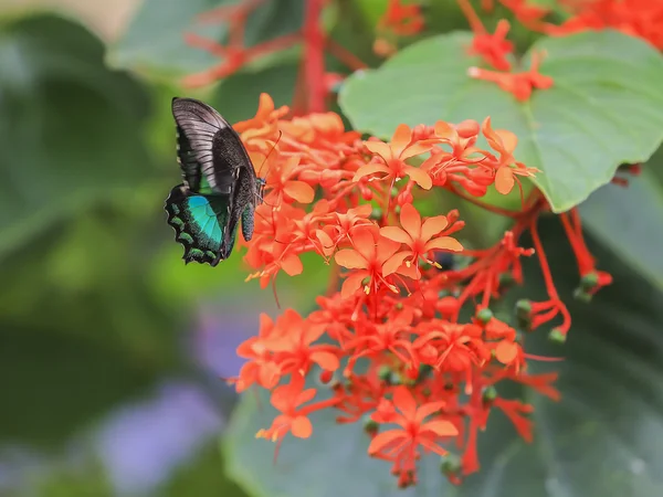 Papilio Palinurus — Stock Photo, Image