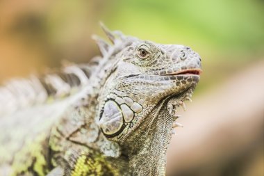 İguana verde