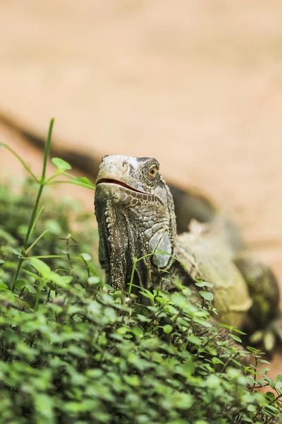 Iguana verde — Stock Photo, Image