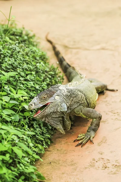 Grüner Leguan — Stockfoto