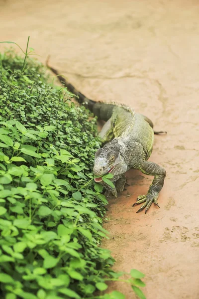 Leguaan verde — Stockfoto