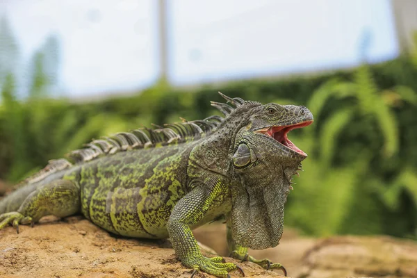 Leguaan verde — Stockfoto