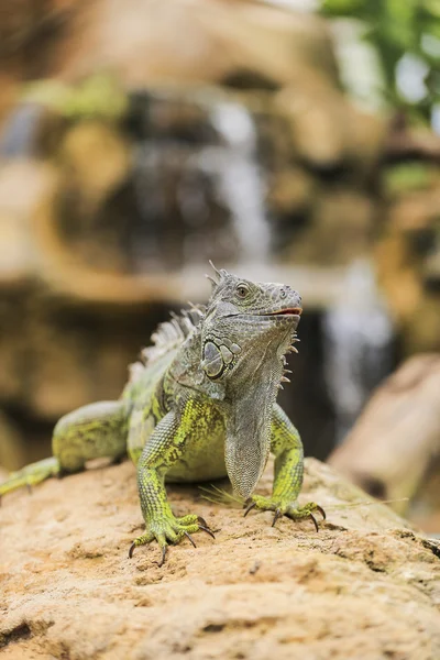 Iguana verde — Foto de Stock