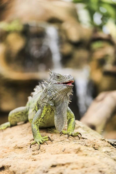 Leguaan verde — Stockfoto