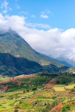Sapa, Vietnam 'da kiraz çiçeği ve çay tepesi. Sa Pa, Vietnam 'ın kuzeybatısındaki Lao Cai eyaletinin eski Sa Pa Bölgesi' nin sınır kasabası ve başkentidir.