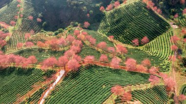 Sapa, Vietnam 'da kiraz çiçeği ve çay tepesi. Sa Pa, Vietnam 'ın kuzeybatısındaki Lao Cai eyaletinin eski Sa Pa Bölgesi' nin sınır kasabası ve başkentidir.