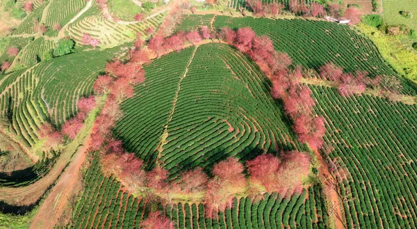 Fiori Ciliegio Tea Hill Sapa Vietnam Stata Una Città Frontiera — Foto Stock