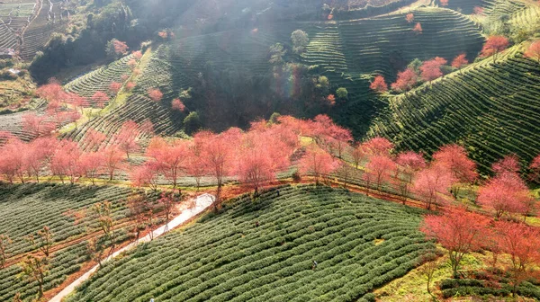 Sapa, Vietnam 'da kiraz çiçeği ve çay tepesi. Sa Pa, Vietnam 'ın kuzeybatısındaki Lao Cai eyaletinin eski Sa Pa Bölgesi' nin sınır kasabası ve başkentidir.