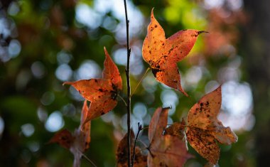 Ban Viet Gölü 'ndeki akçaağaç ağaçları, sonbaharda Cao Bang, Vietnam