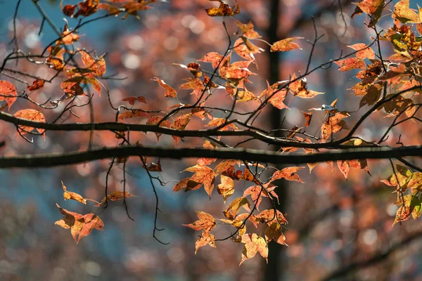 Maple Trees Ban Viet Lake Cao Bang Vietnam Autumn — Stock Photo, Image