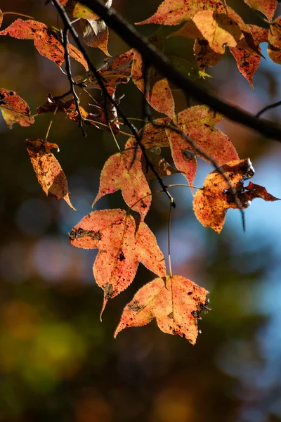 Maple Trees Ban Viet Lake Cao Bang Vietnam Autumn — Stock Photo, Image