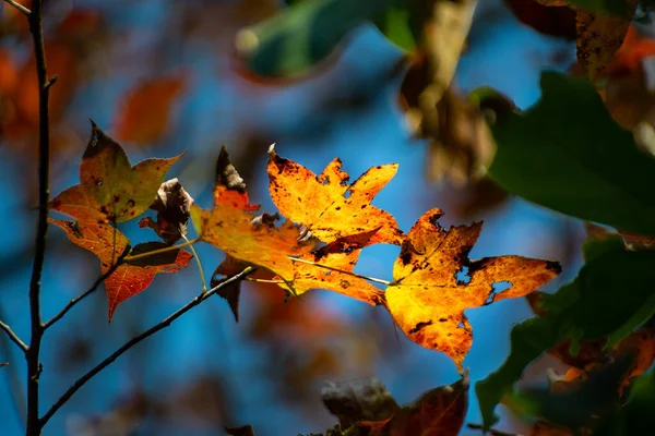 Maple Trees Ban Viet Lake Cao Bang Vietnam Autumn — Stock Photo, Image