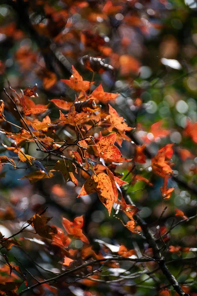 Ahornbäume Ban Viet Lake Cao Bang Vietnam Herbst — Stockfoto