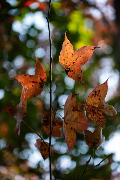 Maple Trees Ban Viet Lake Cao Bang Vietnam Autumn — Stock Photo, Image