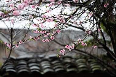 Şeftali çiçekleri Vietnam 'da, Ha Giang' da.