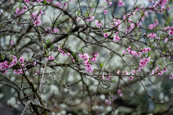 Peach Blossoms Spring Vietnam Giang — Photo