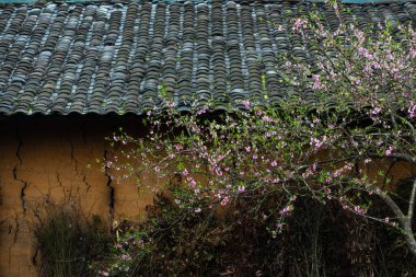 Şeftali çiçekleri Vietnam 'da, Ha Giang' da.