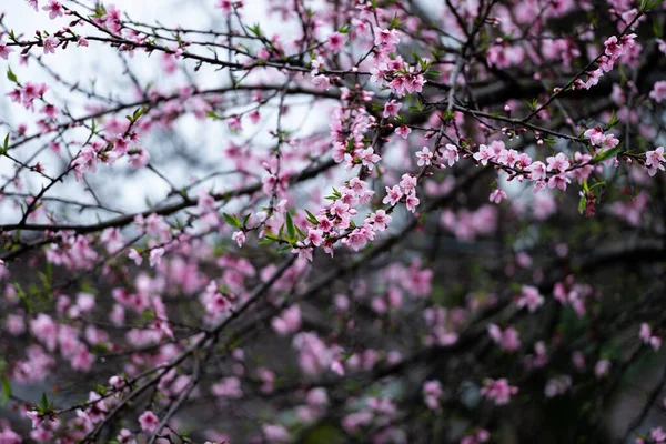 Персиковый Цветок Весной Вьетнаме Джанге — стоковое фото