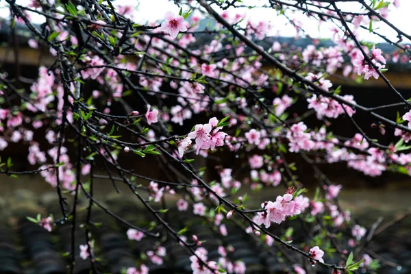 Peach Blossoms Spring Vietnam Giang — Stock Photo, Image