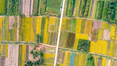 Chrysanthemum indicum field in Hung Yen Province, Vietnam from aerial view