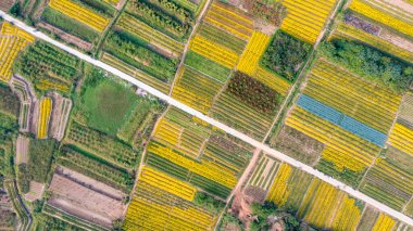 Hung Yen vilayetindeki kasımpatı bölgesi, Vietnam havadan görülüyor.