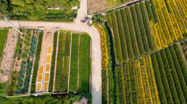 Hung Yen vilayetindeki kasımpatı bölgesi, Vietnam havadan görülüyor.