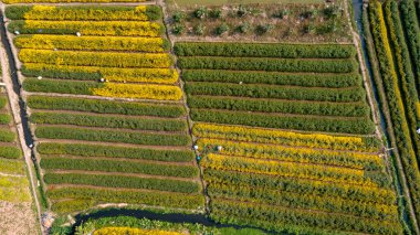 Hung Yen vilayetindeki kasımpatı bölgesi, Vietnam havadan görülüyor.