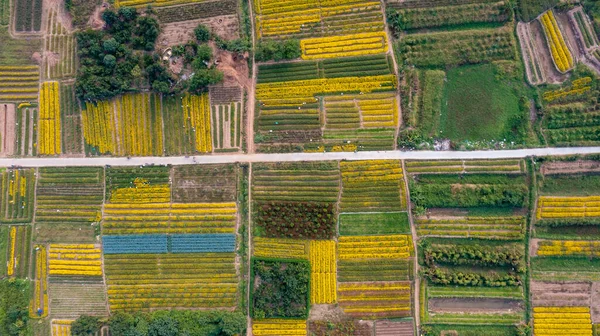 Chrysanthemum Indicum Field Hung Yen Province Vietnam Aerial View — Foto Stock
