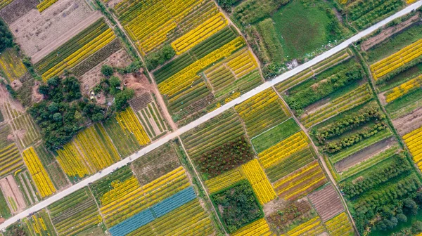 Campo Indicum Crisantemo Nella Provincia Hung Yen Vietnam Vista Aerea — Foto Stock