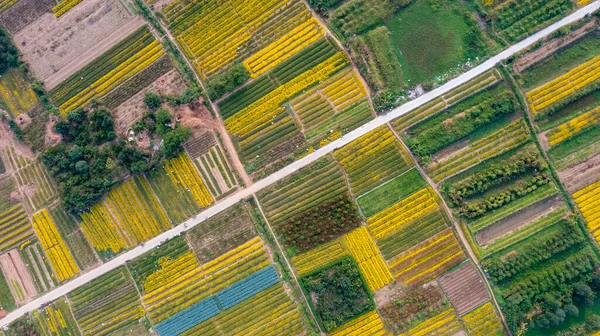 Champ Chrysanthème Indicum Dans Province Hung Yen Vietnam Vue Aérienne — Photo