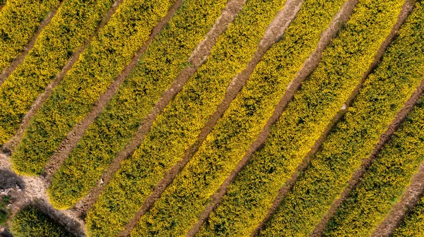 Chrysanthemum Indicum Field Hung Yen Province Vietnam Aerial View — Stockfoto