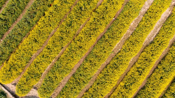 Chrysanthemum Indicum Field Hung Yen Province Vietnam Aerial View — Zdjęcie stockowe