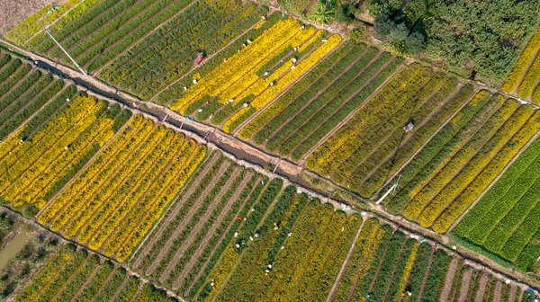 Chrysanthemum Indicum Field Hung Yen Province Vietnam Aerial View — Zdjęcie stockowe