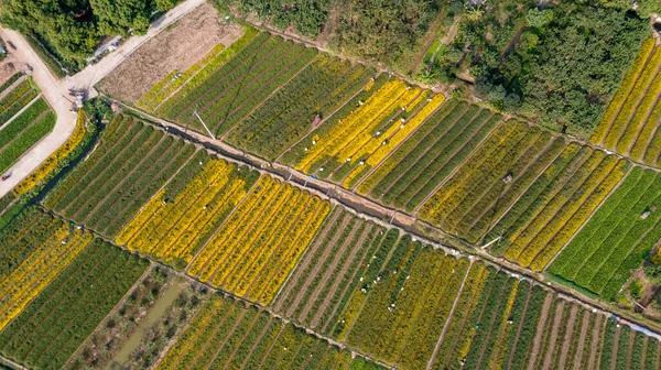 Chrysanthemum Indicum Field Hung Yen Province Vietnam Aerial View — Zdjęcie stockowe