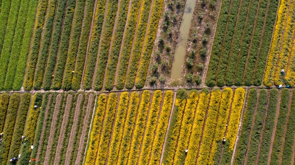 Chrysanthemum Indicum Field Hung Yen Province Vietnam Aerial View — Zdjęcie stockowe