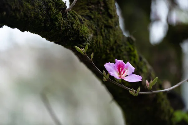 Flowers Nan Province Tak Province Thailand — Stock Photo, Image