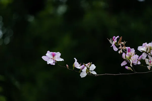 Flowers Nan Province Tak Province Thailand — Photo