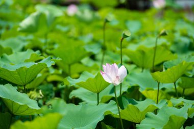 Ninh Binh, Vietnam 'da gün ışığında açan pembe nilüfer çiçeği.