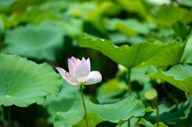Ninh Binh, Vietnam 'da gün ışığında açan pembe nilüfer çiçeği.