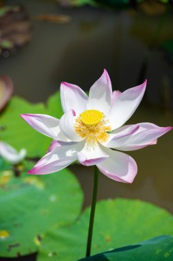 Ninh Binh, Vietnam 'da gün ışığında açan pembe nilüfer çiçeği.